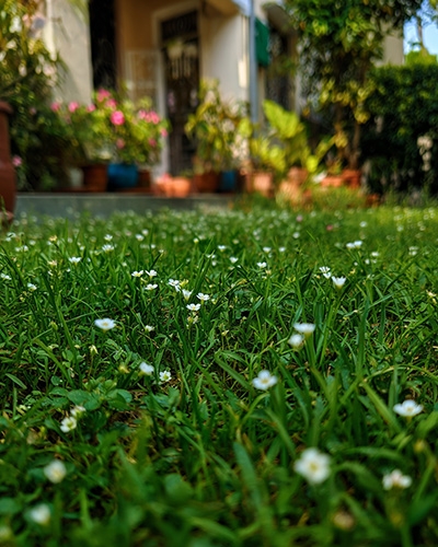 Pelouse avec petites fleurs blanches devant une maison.